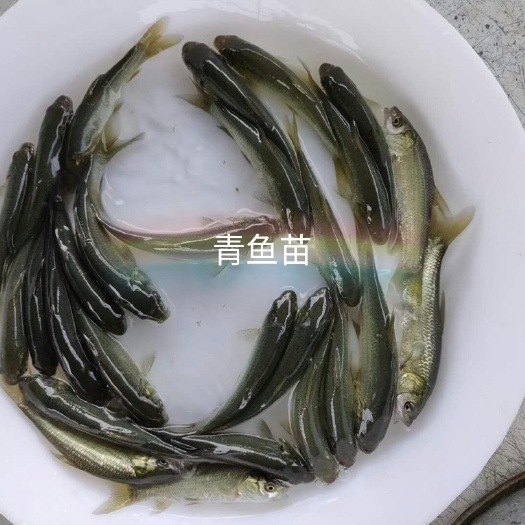 广州青鱼苗