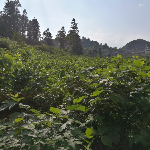 兴仁市构树苗 构树