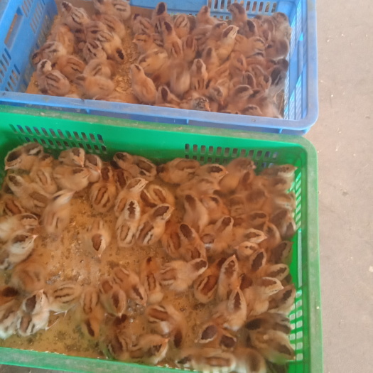 南宁 纯种土鸡苗