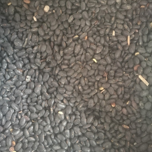 小黑豆