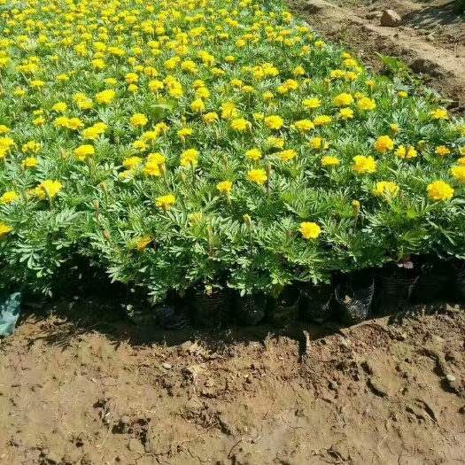 青州市孔雀草菊花苗