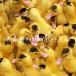 衡南县蛋鸭苗