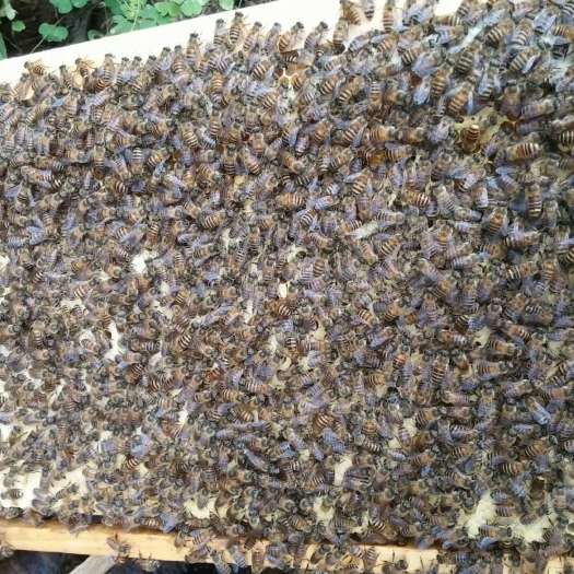 古蔺县中蜂 