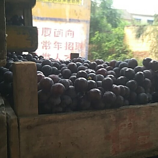 邯郸 精品京亚葡萄