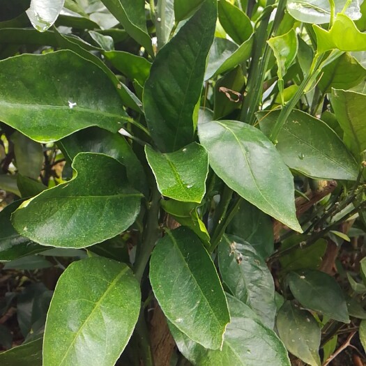 灵山县红心橙苗 移栽苗 0.5米以下