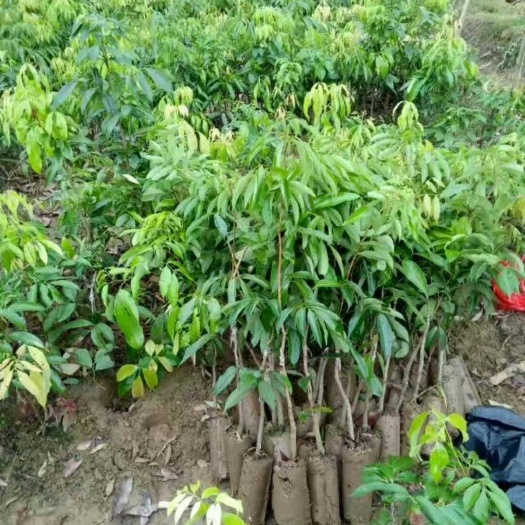 灵山县无核荔枝苗