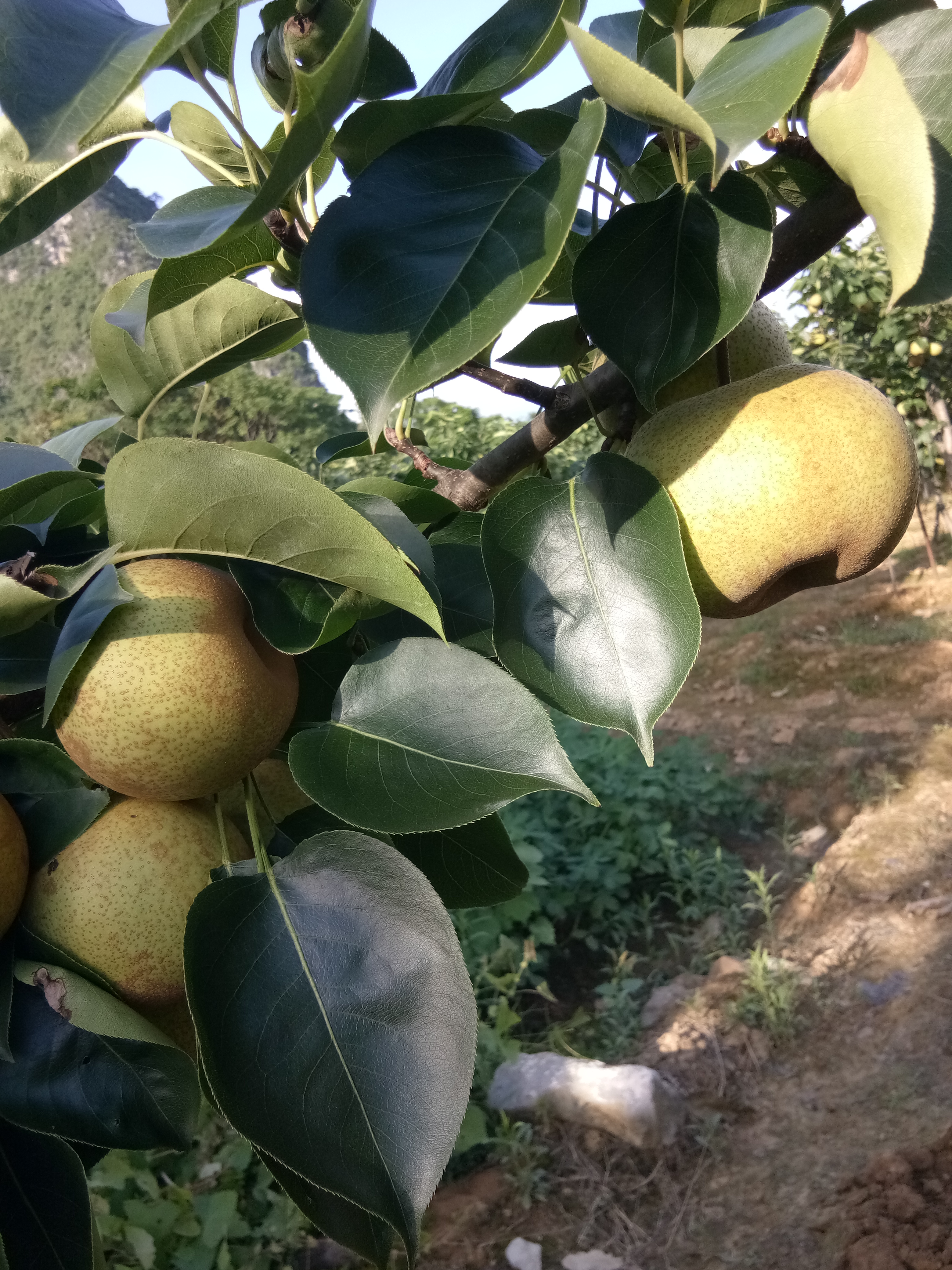 品种名:桂花梨 大量供应桂花梨!