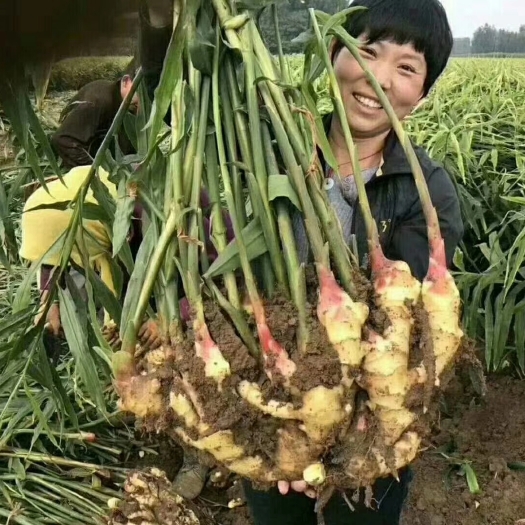 郑州块根茎专用叶面肥