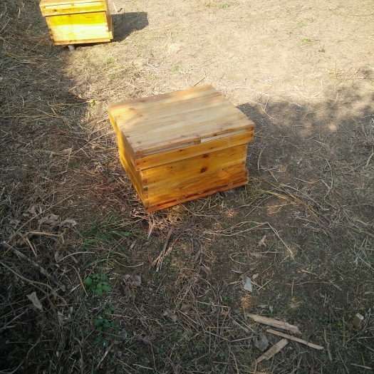邵武市土蜂蜜 塑料瓶装  1年 