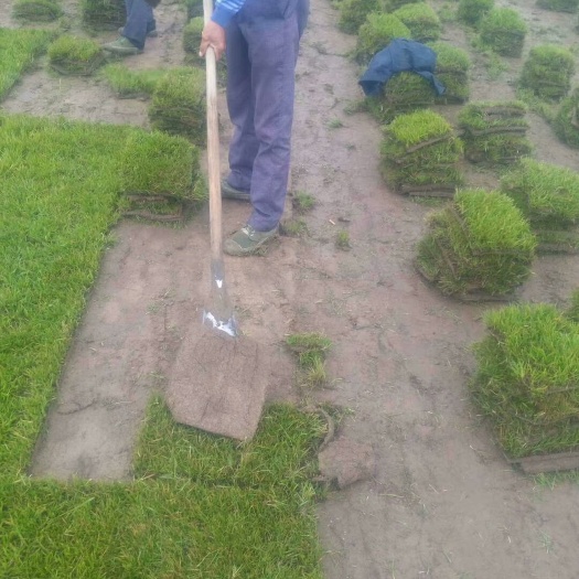沭阳县四季青  草坪草皮真草庭院带泥土绿化护坡花园别墅工程果岭草百