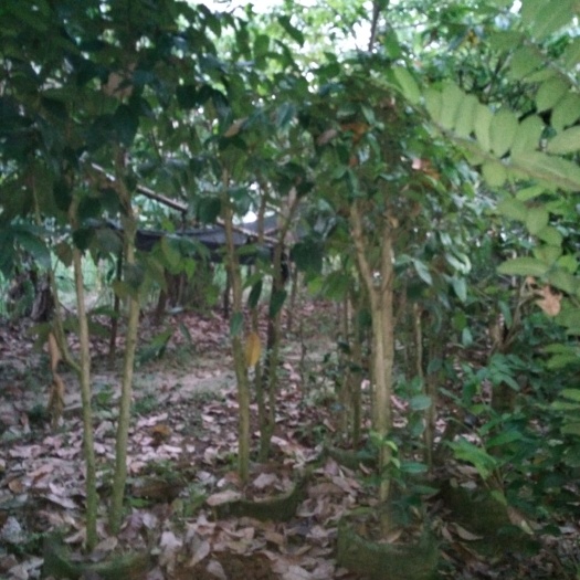 大新县金花茶 5cm以下