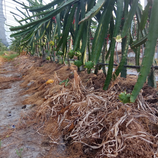 嘉兴 源自海南的杂交新品种火龙果苗