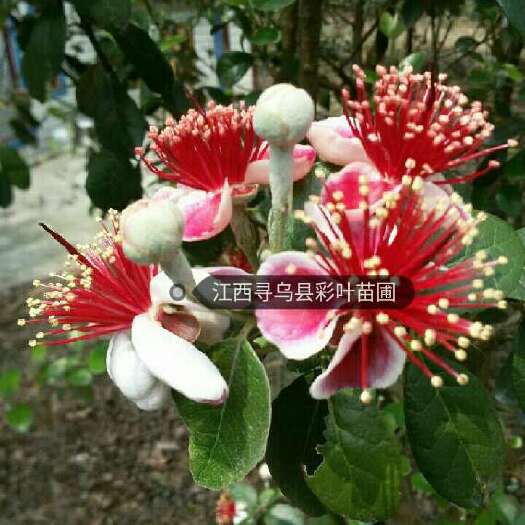 寻乌县菲油果番石榴苗  菠萝番石榴费约果