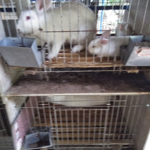 广州法系獭兔 长期供应种兔，肉兔