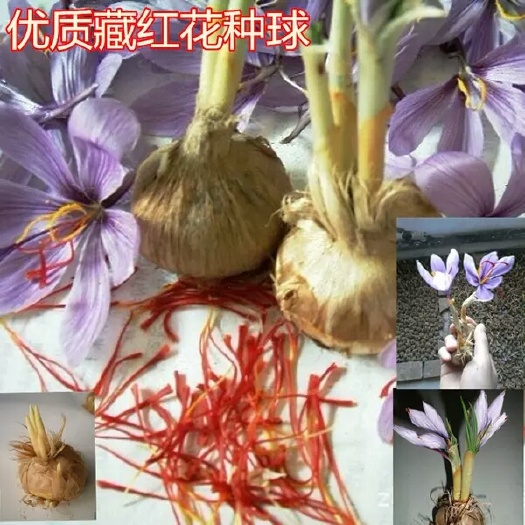 沭阳县藏红花苗  药用藏红花种球番红花食用耐寒花卉种子冬季西红花苗