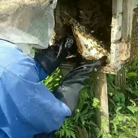 武平县百花蜜 95%以上 2年以上 塑料瓶装