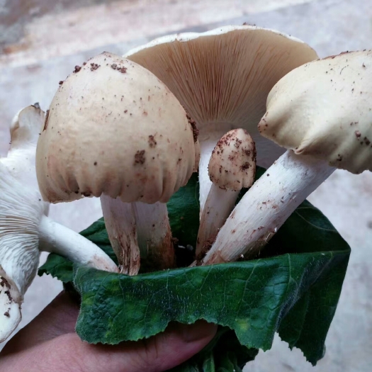 会东县鸡枞菌