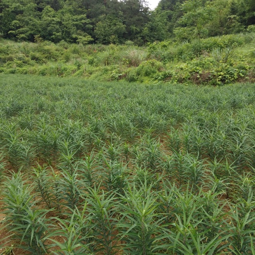 龙山县百合 