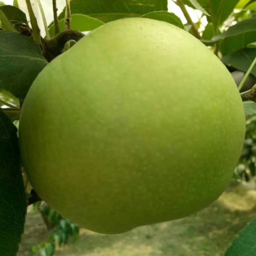 冠县绿宝石梨，秋月梨，丰水梨，等等，产地直供，一手货源，