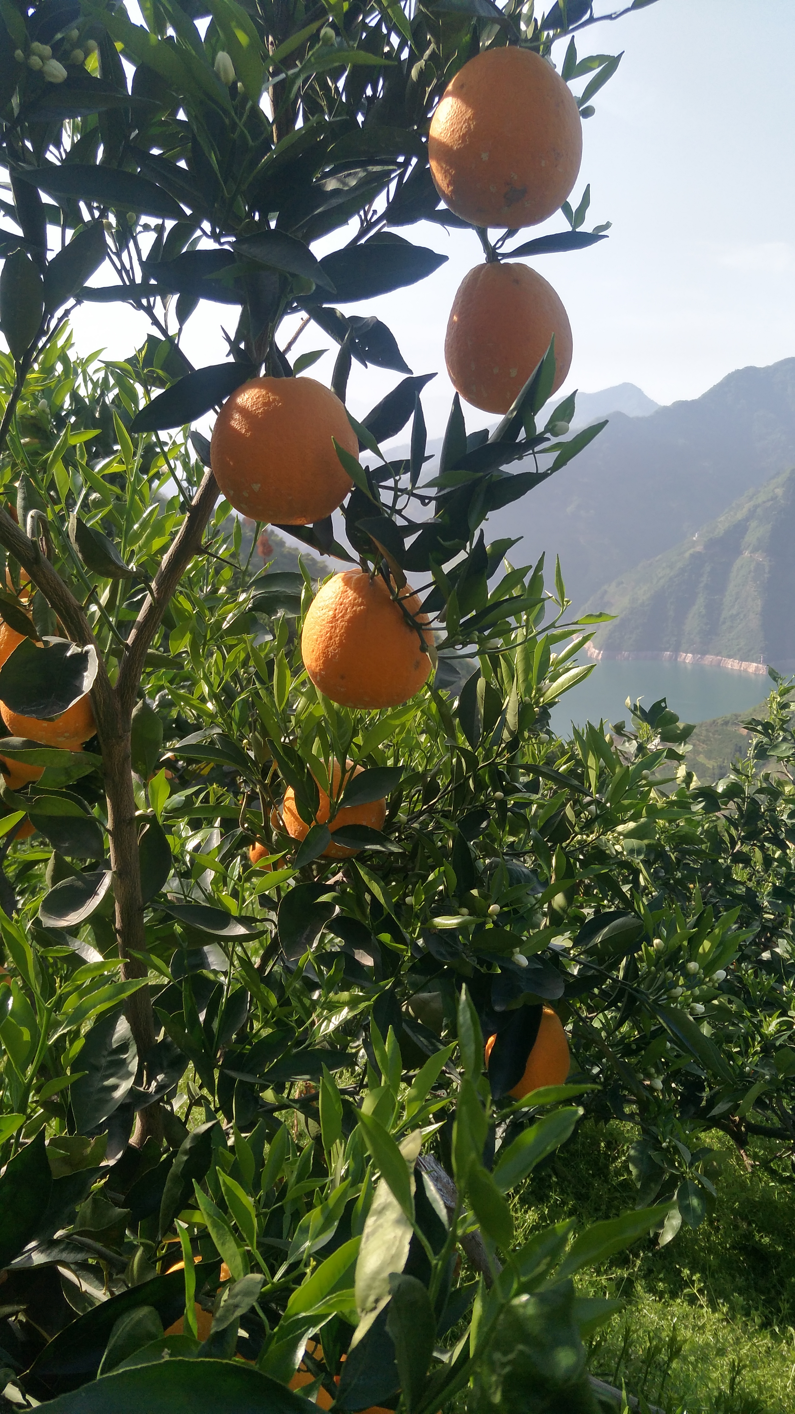 秭归县归州镇,长江北岸坝上库首第一镇的黄土坡村,左连脐橙大乡水田坝