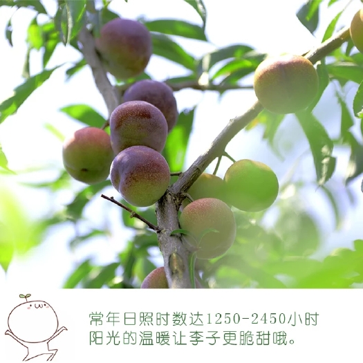 绥江县半边红李子 25 - 30mm