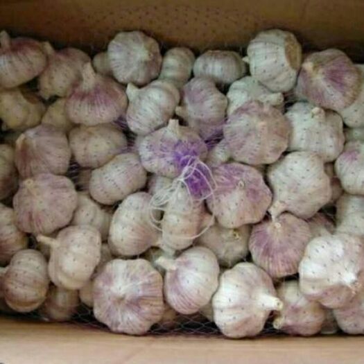单县金乡大蒜 混级统货