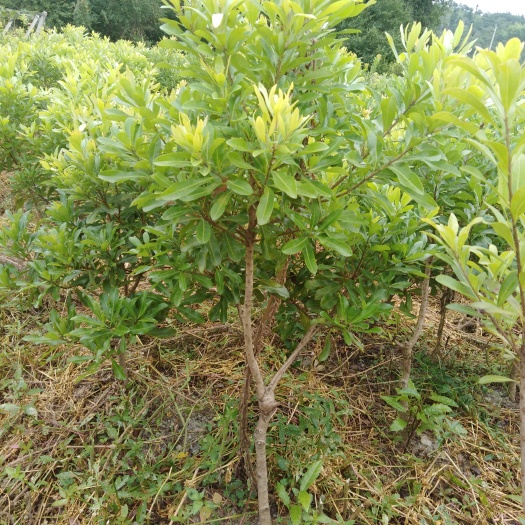 靖州县荸荠杨梅种苗 