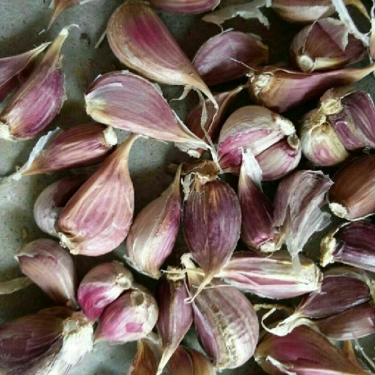 枣庄二水早大蒜 苔蒜川蒜硬叶蒜瓣红新鲜干蒜