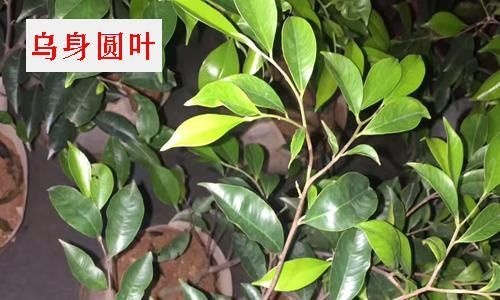 灵山县奇楠沉香树