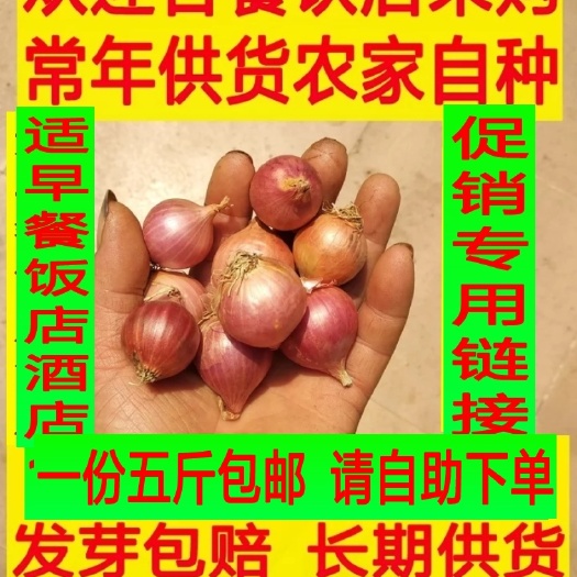 博罗县红皮大葱头 
