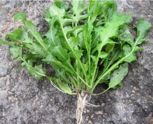 荠菜种子  野生大全农家四季大叶春秋冬季野菜种盆栽小蔬菜种籽
