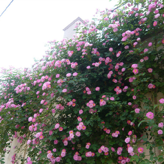 沭阳县红花蔷薇  花苗爬藤花盆加仑盆椰砖土月季花周边藤本花支架催花肥料