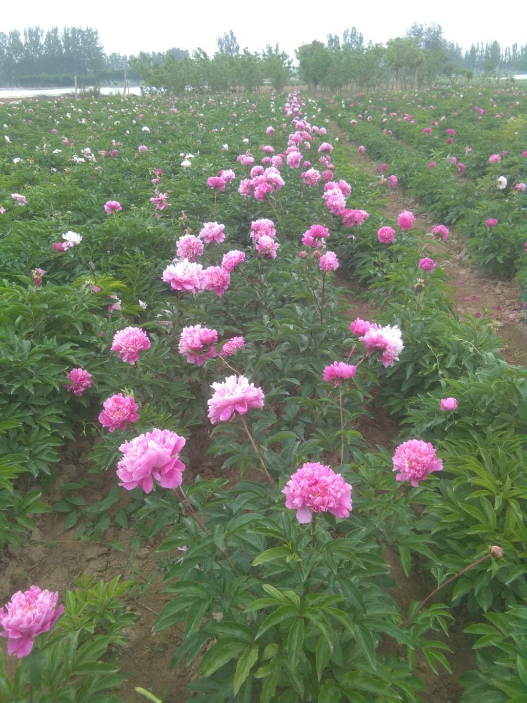 多花芍药  观赏芍药，芍药，自己种植销售