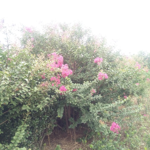 洛阳丛生紫薇 
