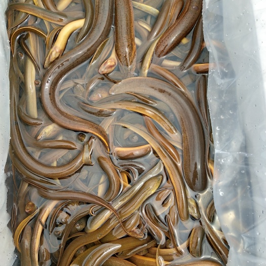 缅甸黄鳝