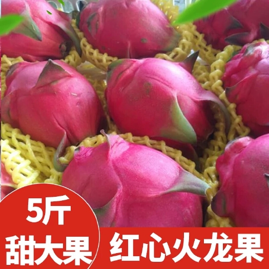高州市红皮红肉火龙果 中（5-7两）