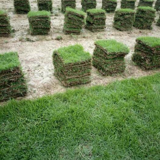 郴州马尼拉草皮 一年四季大量供应大量供应