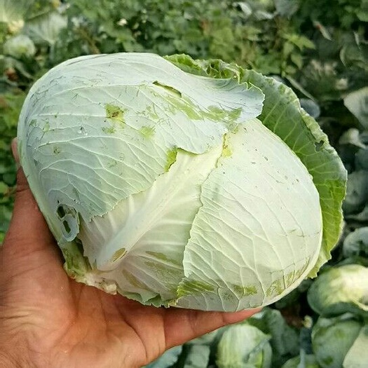 通许县平包菜  墨玉50【河南开封通许基地直供】
