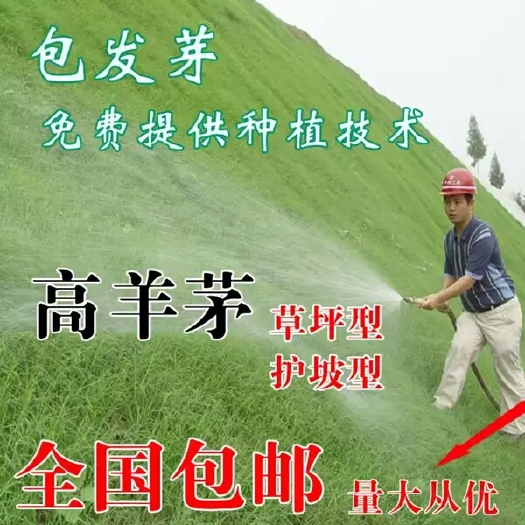 沭阳县草坪种子  四季青耐践踏果岭草护坡狗牙根黑麦草庭院绿化高羊茅
