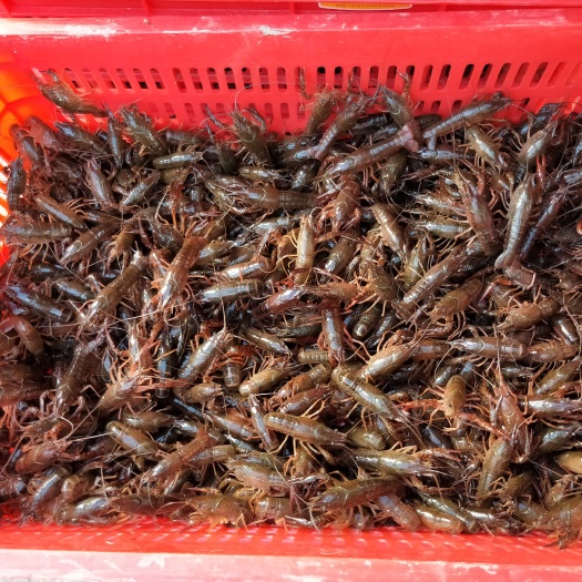 洪湖市小龙虾苗