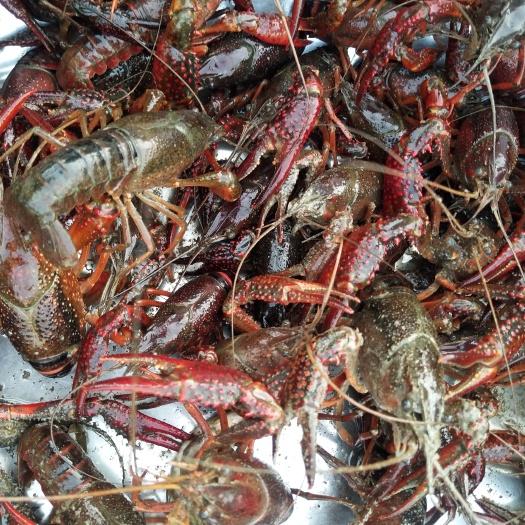 昆明红壳小龙虾 4-6钱 人工养殖