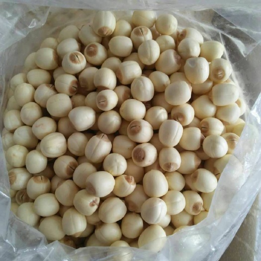 无锡 新鲜莲子产地每天大量发货