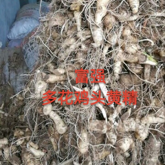 安徽富强生态农业黄精种苗生长快产量高！