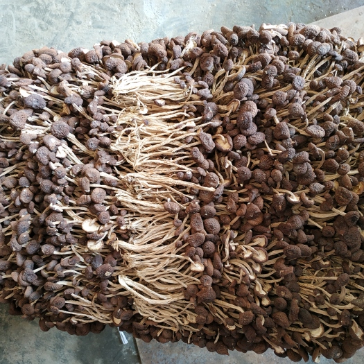 广昌县广昌5号茶树菇 干茶树菇 