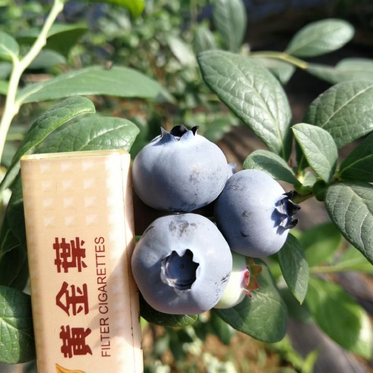 奥尼尔蓝莓苗  ，免费提供专业种植技术