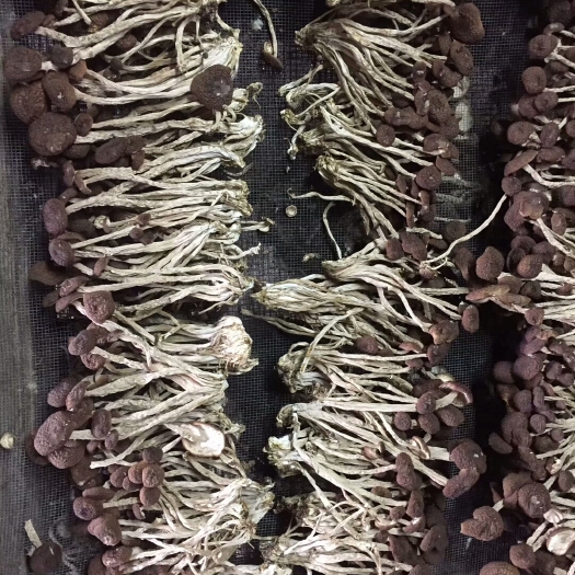 广昌县广昌5号茶树菇 干茶树菇 