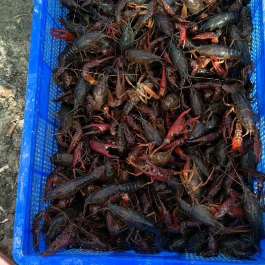 建湖县青壳小龙虾 个大体肥，肉质鲜美，基地直供，首次购买送运费，欢迎垂询。