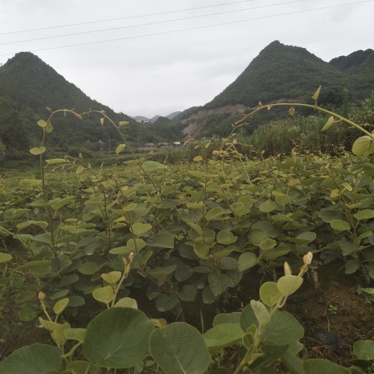 红心东红猕猴桃苗水扬桃粘木木质根