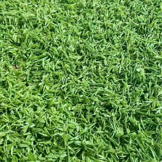 商南县陕南绿茶 散装 一级