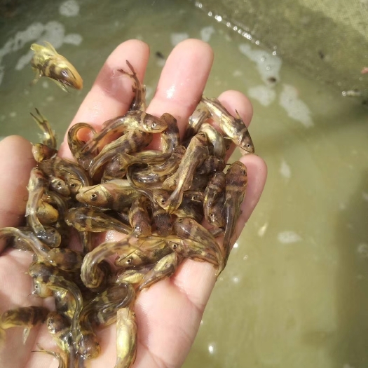 广州黄颡鱼苗 黄桑鱼-黄角丁-黄骨鱼-黄沙古,黄辣丁,刺黄股-戈牙-
